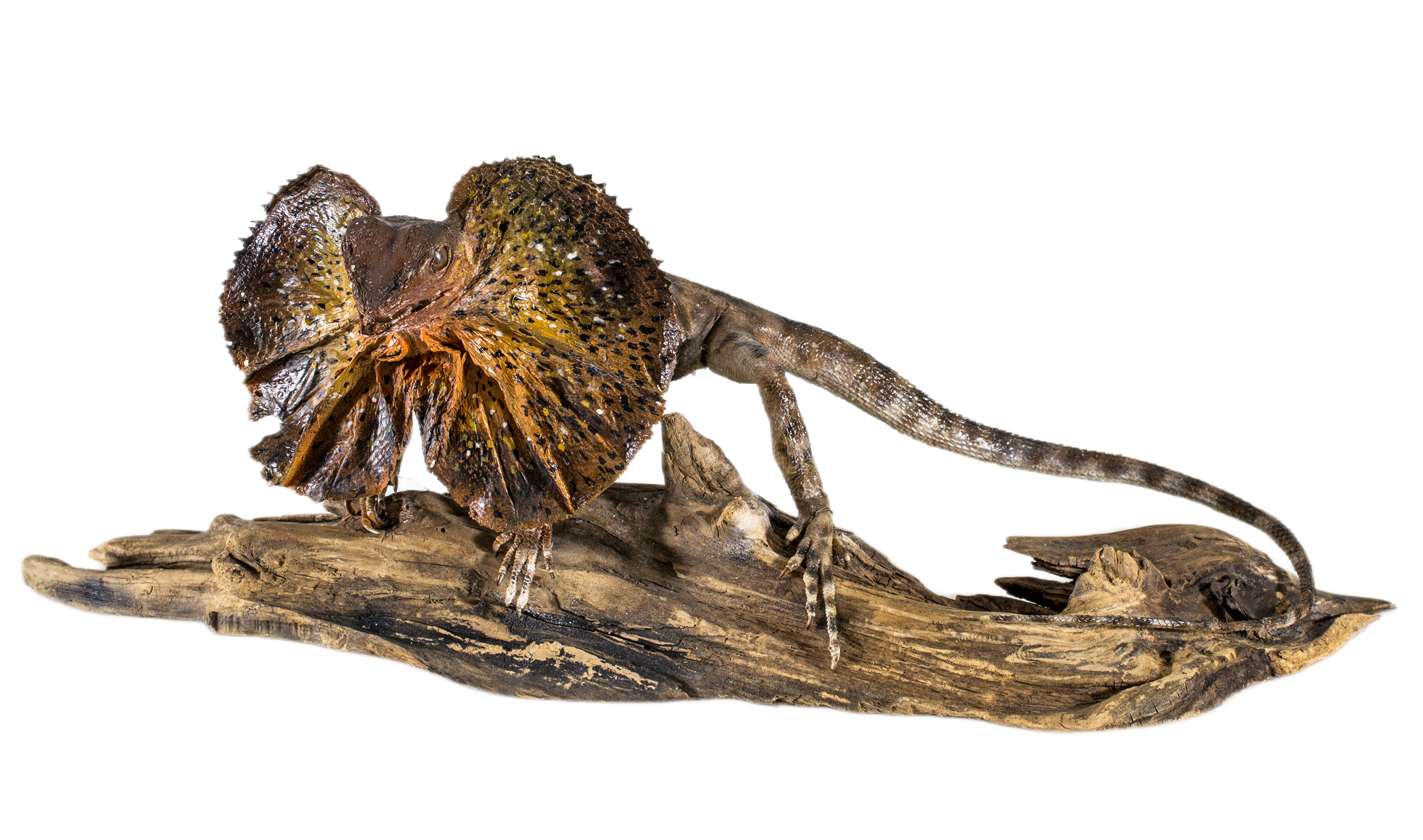 Apykaklėtasis driežas | Chlamydosaurus kingii