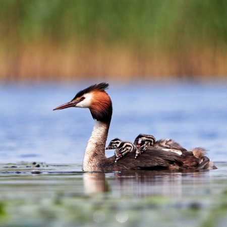 great grebe with chicks on the lake (podiceps cristatus)