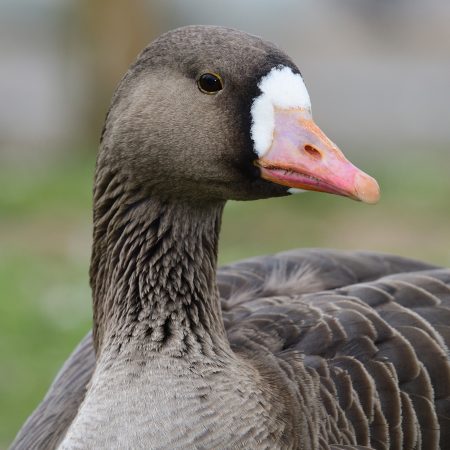 Close Up Of A Greater White Fronted Goose (anser Albifrons)