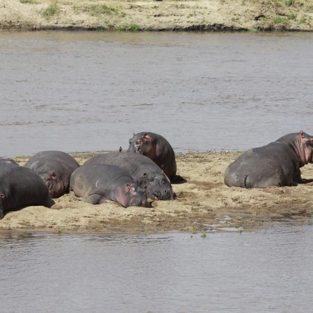 Didysis hipopotamas_Hippopotamus amphibius_Lina Marmaitė (4)