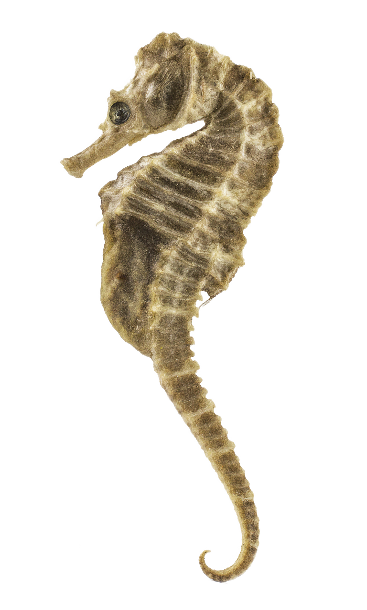 Europinis jūrų arkliukas | Hippocampus hippocampus