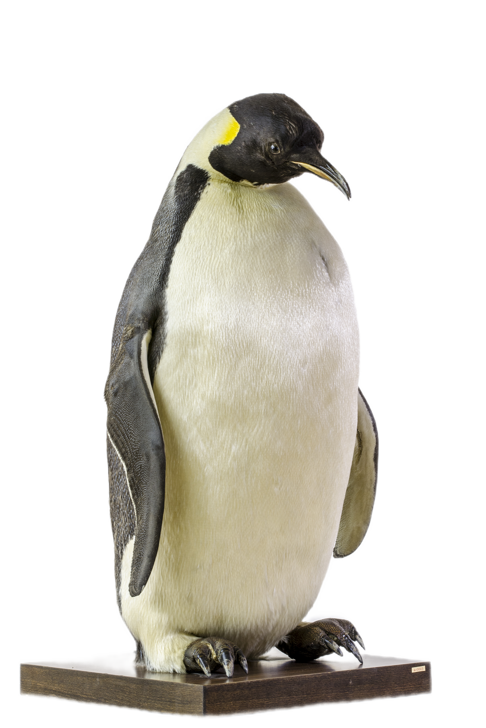 Imperatoriškasis pingvinas | Aptenodytes forsteri