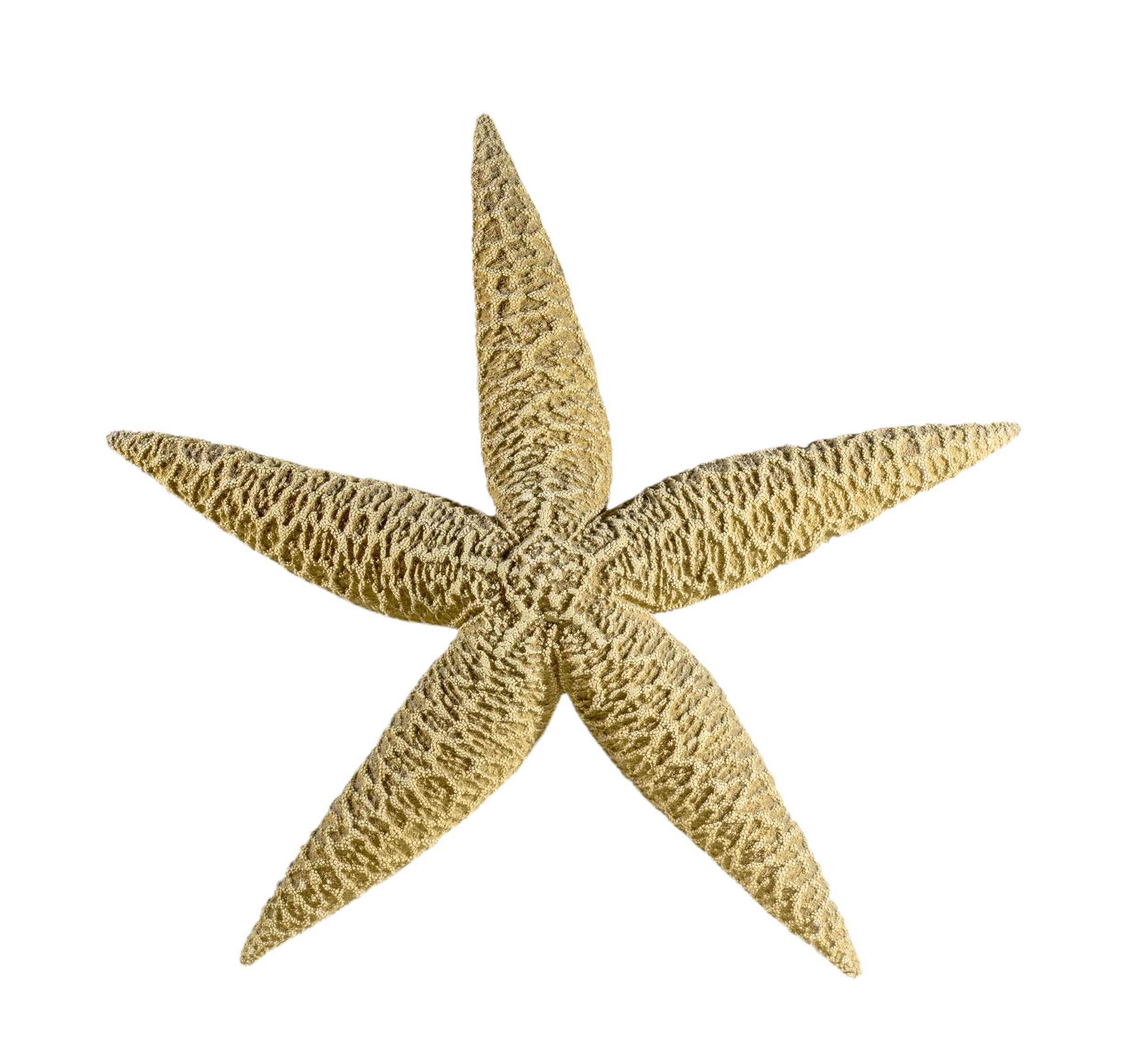 Jūrų žvaigždė | Oreaster reticulatus