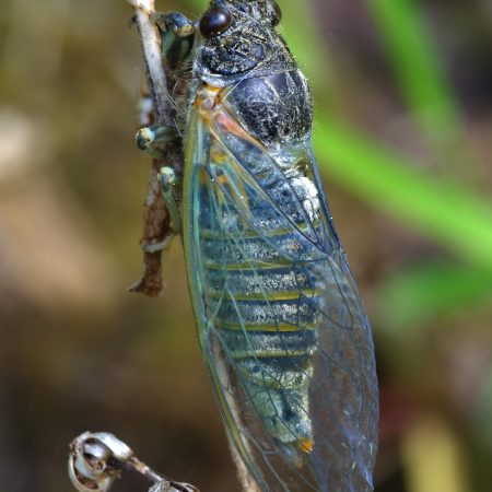 Kalninė cikada (Cicadetta montana) (5)
