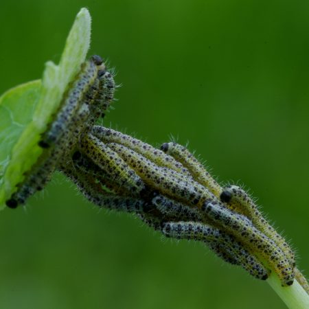 Kopūstinis baltukas (Pieris brassicae) (4)