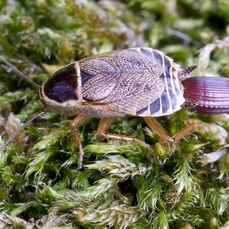Miškinis tarakonas (Ectobius sylvestris) (1)