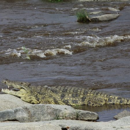 Nilo krokodilas (Crocodylus niloticus) (1)