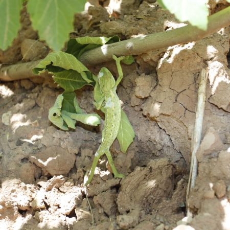 Paprastasis chameleonas (Chamaeleo chamaeleon)_Lina Marmaitė (2)