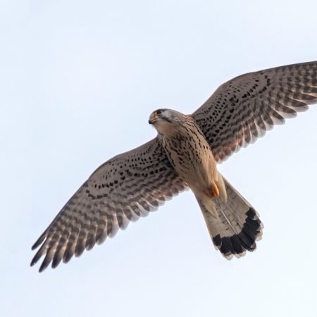 Common Kestrel (falco Tinnunculus). Common Kestrel In Flight