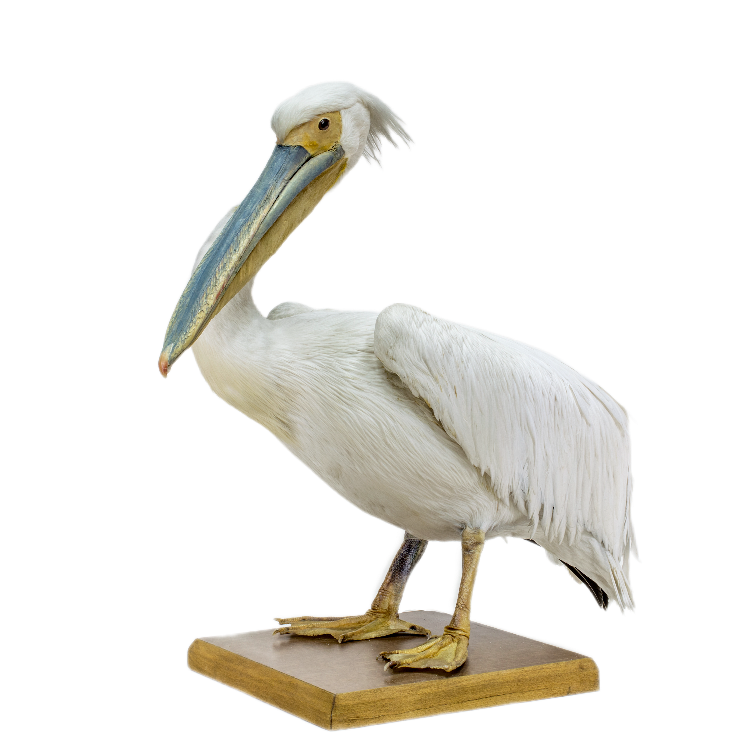 Rožinis pelikanas | Pelecanus onocrotalus