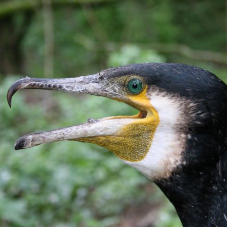 S.Rumbučio_Didysis kormoranas puikia nardo ir savo aštriu snapu sugriebęs žuvį visą praryja