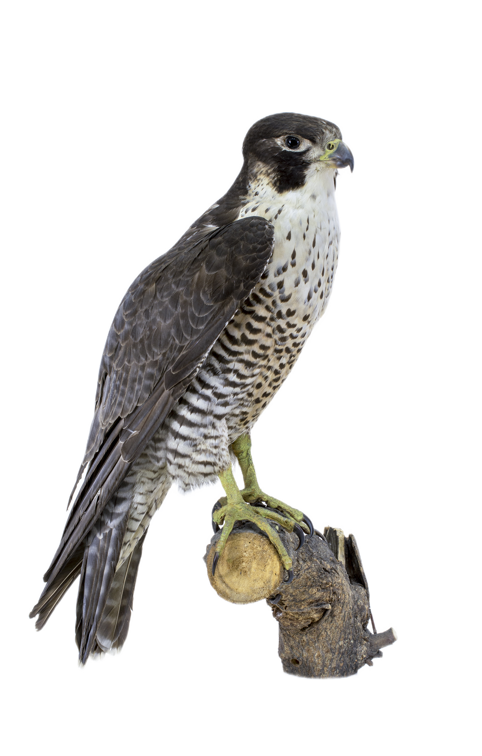 Sakalas keleivis | Falco pergerinus