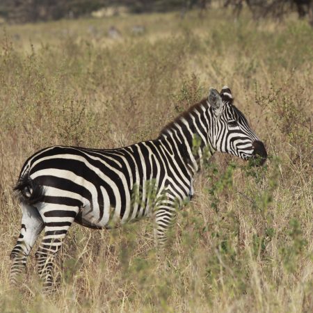 Savaninis zebras_Equus burchelli_Lina Marmaitė (1)