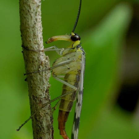 Skorpionmusė (Panorpa communis) (6)