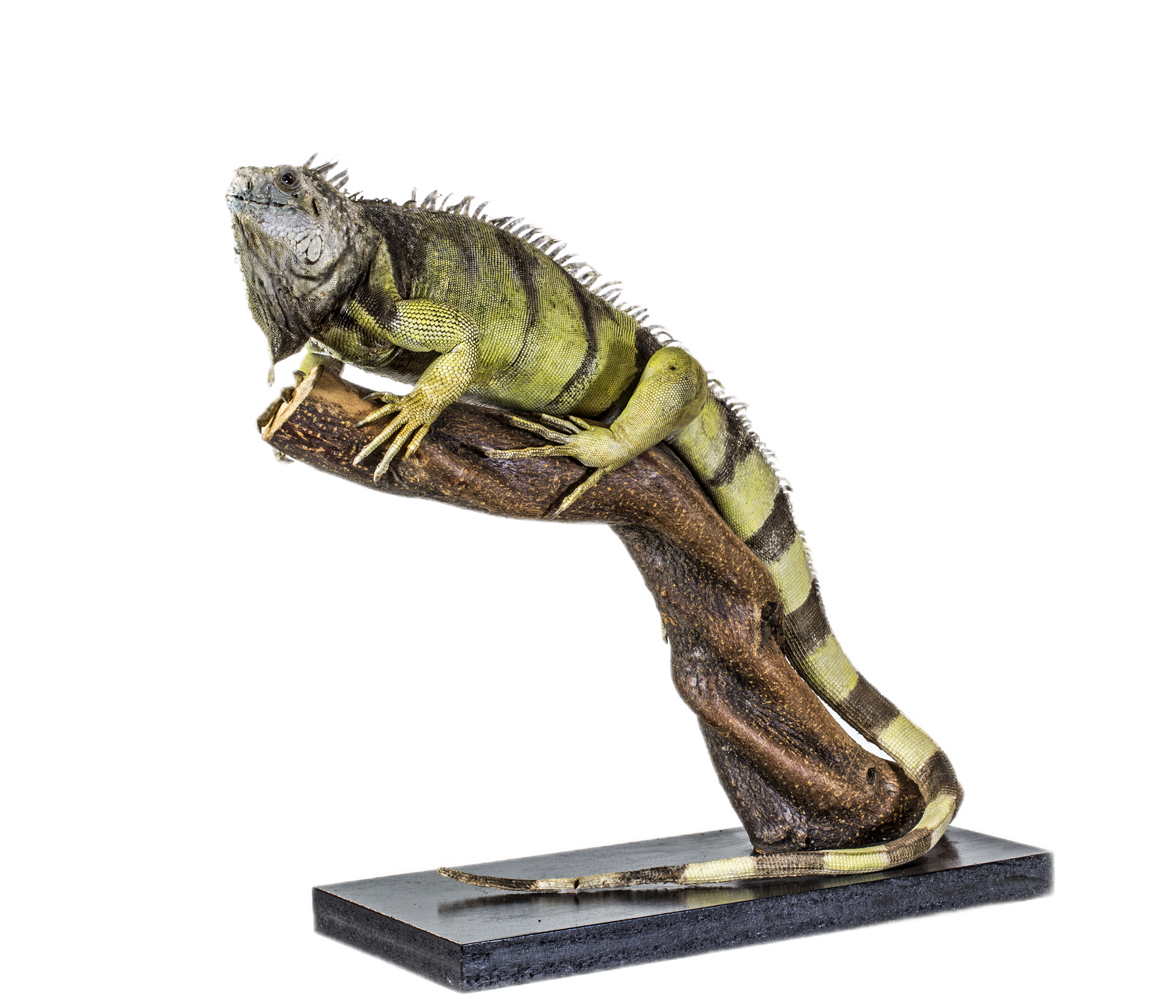 Žalioji iguana | Iguana iguana