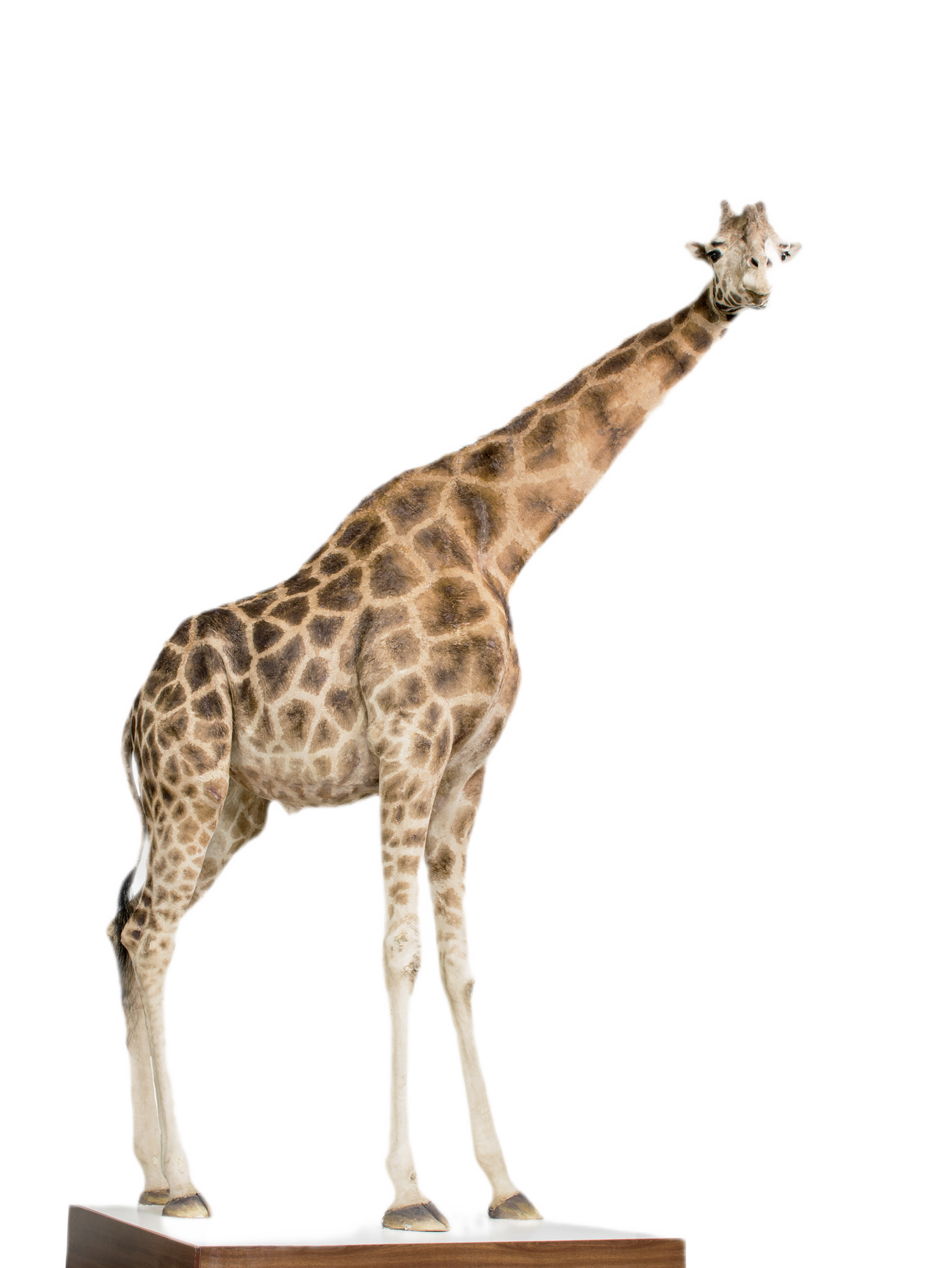 Žirafa | Giraffa camelopardalis
