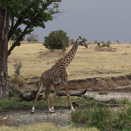 Žirafa_Giraffa camelopardalis_Lina Marmaitė (5)